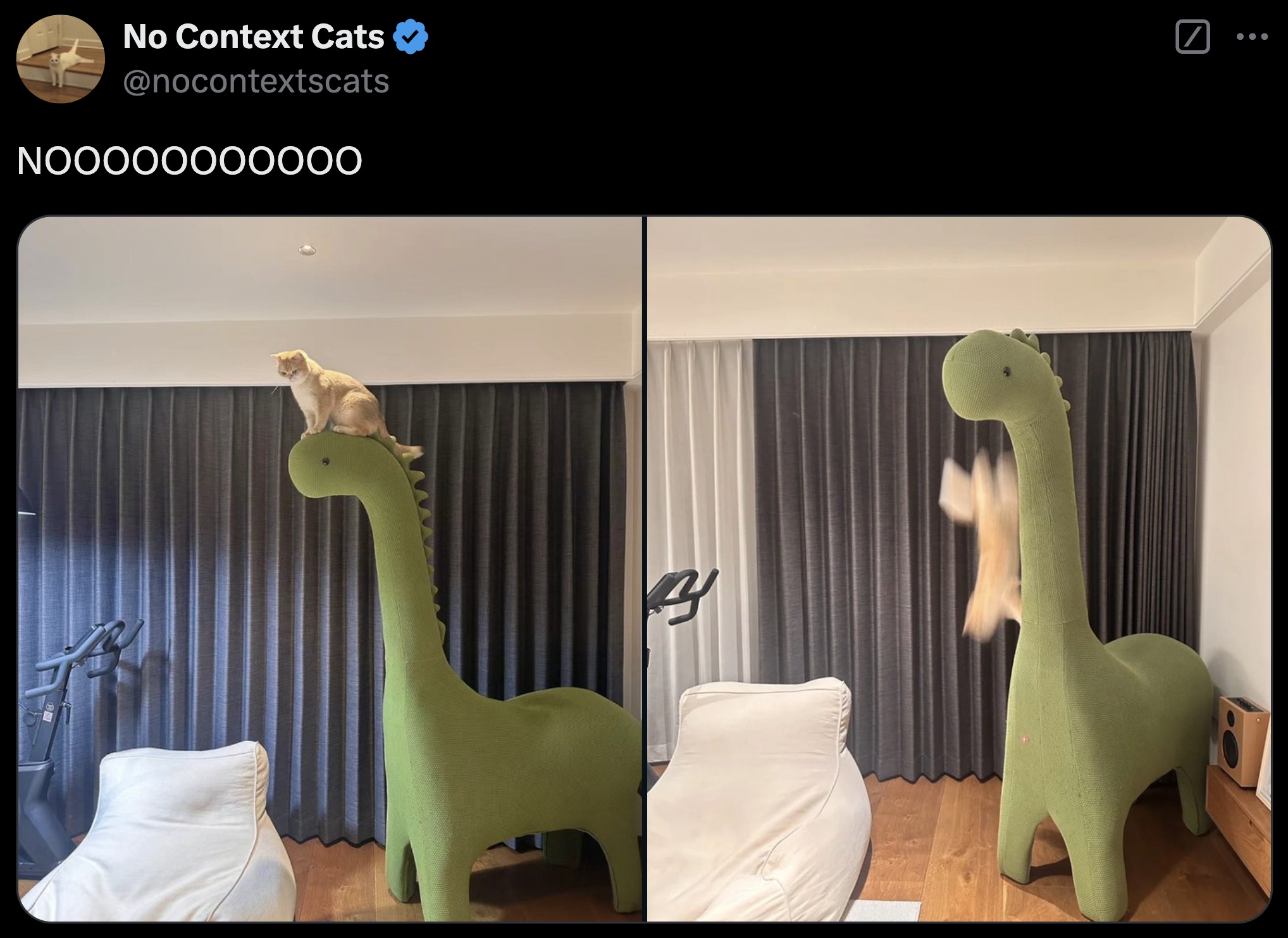 interior design - No Context Cats NOOOO0000000